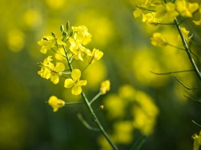 Rapidly Biodegradable Lubricants